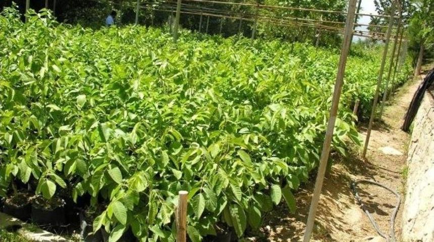 Mersin Ormanları İ&ccedil;in 10 Milyon 500 Bin Fidan &Uuml;retildi