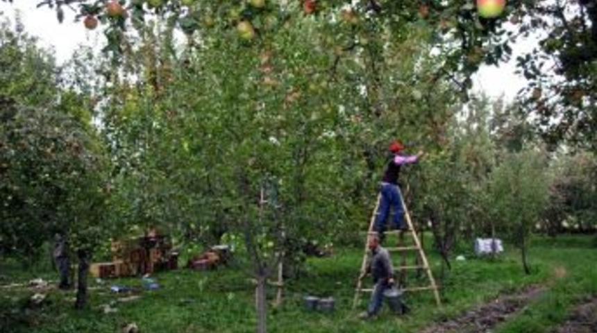 Amasya Elması Destekleniyor