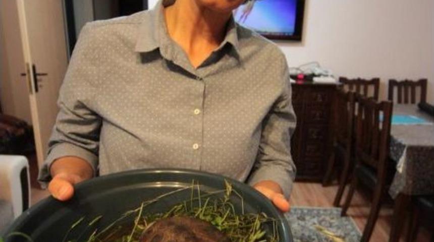 Kabuğu Par&ccedil;alanan Kaplumbağaya Evinde Bakıyor