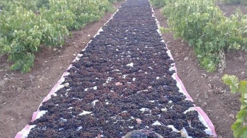 Kilis&rsquo;te &Uuml;z&uuml;mler Kurutulmaya Başlandı