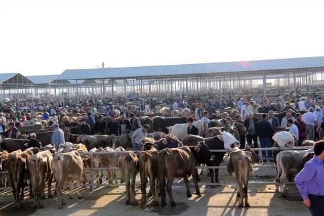 Kurban Bayramına Doğru