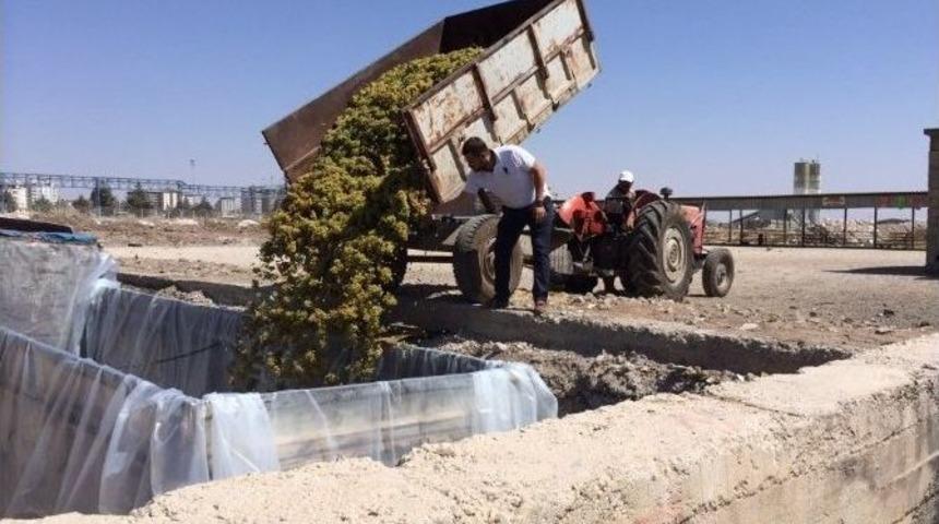 Kilis&rsquo;te &Uuml;z&uuml;m Alımları Başladı