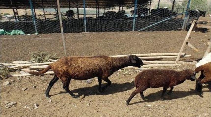 Tunceli&rsquo;de Koyun Yetiştiriciliğinde Bir İlk