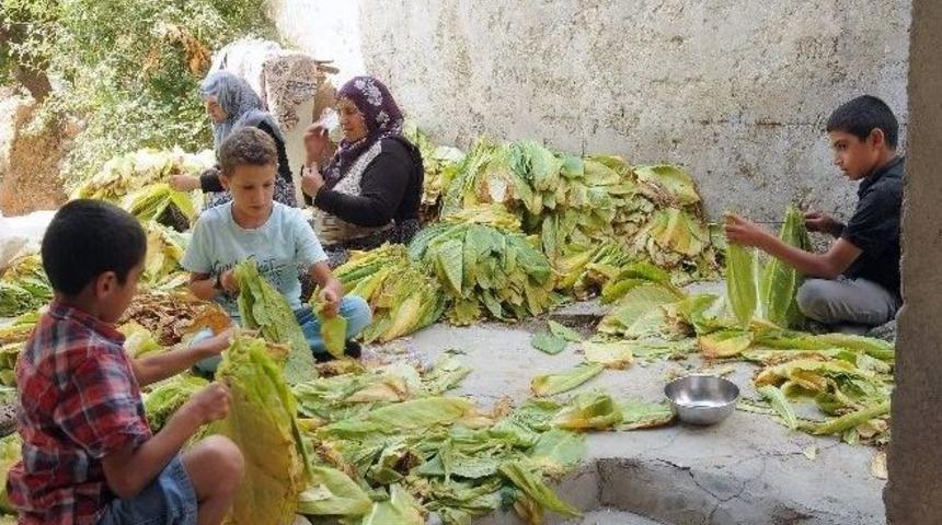 &Ccedil;elikhan&rsquo;da T&uuml;t&uuml;n Hasat Zamanı