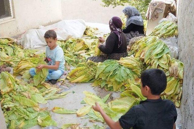 Çelikhan’da Tütün Hasat Zamanı