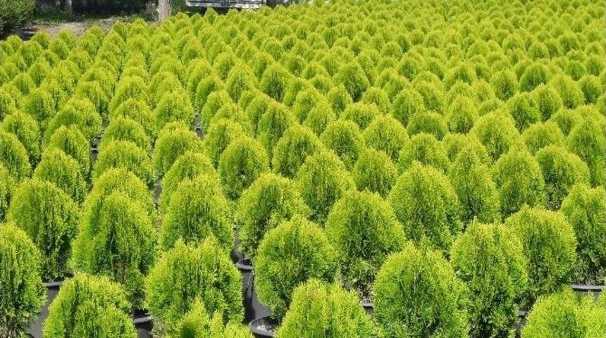 Ordu&rsquo;da 1.2 Milyon Fidan &Uuml;retildi