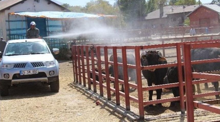 Havan Pazarı İla&ccedil;landı...