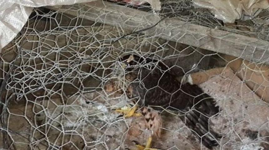 Kızıl Şahin Doğal Yaşam Ortamına Salındı