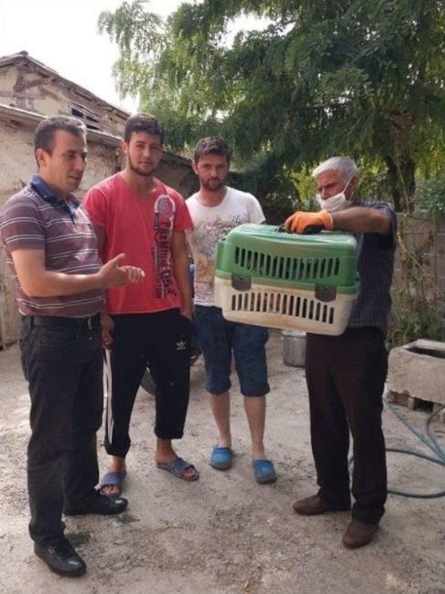 Kızıl Şahin Doğal Yaşam Ortamına Salındı