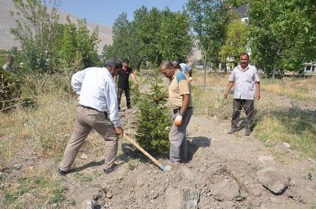 İnşaat Alanındaki Fidanlar Taşınıyor