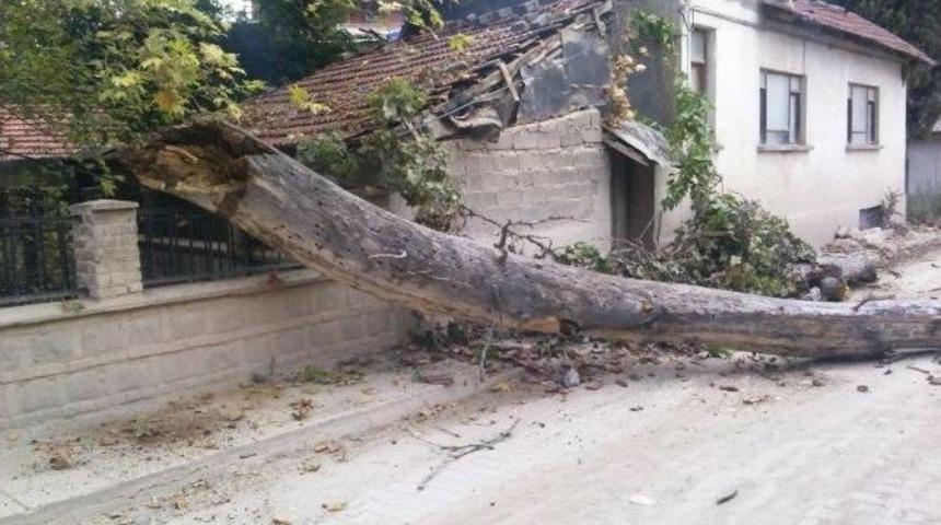 Bin 257 Yıllık &Ccedil;ınarın Dalları Kırıldı