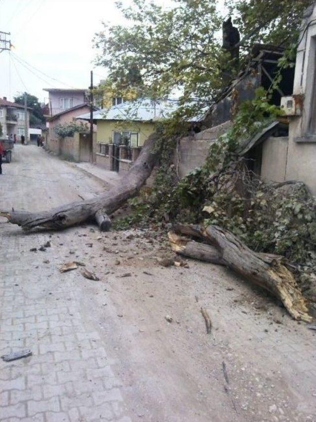 Bin 257 Yıllık &Ccedil;ınarın Dalları Kırıldı 1