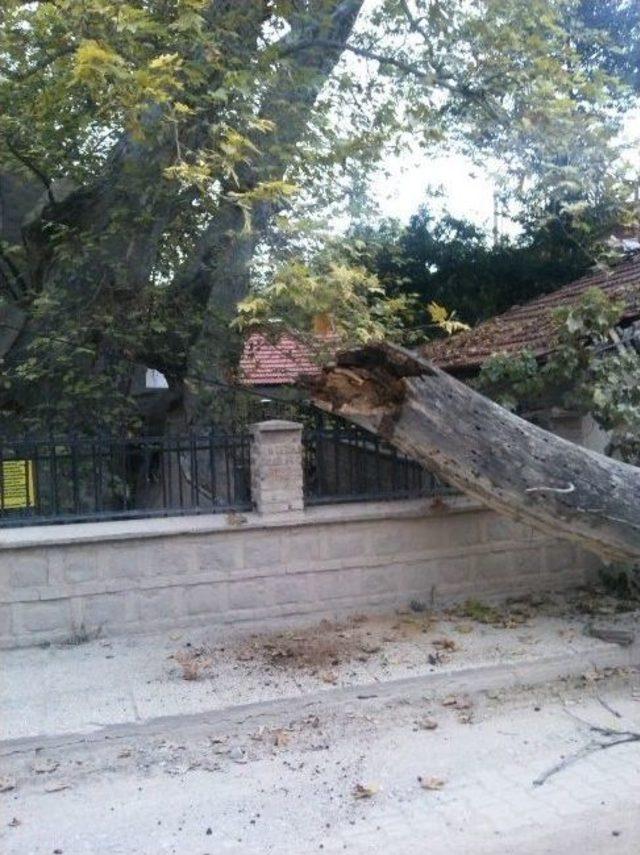 Bin 257 Yıllık &Ccedil;ınarın Dalları Kırıldı 2