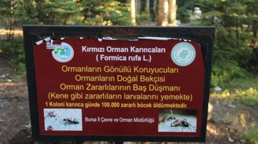 G&uuml;nde 100 Bin Zararlı B&ouml;cek Yiyen Karıncaları Piknik&ccedil;iler Doyuruyor