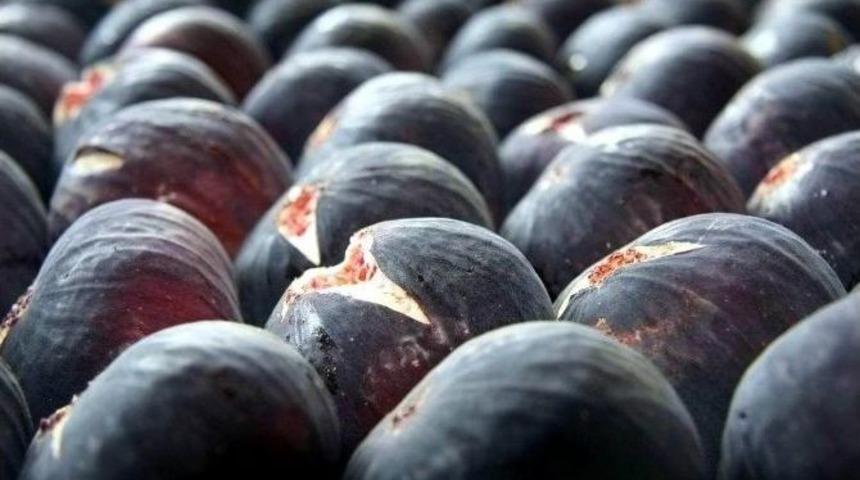 Siyah İncirde &Uuml;reticinin Y&uuml;z&uuml; G&uuml;ld&uuml;