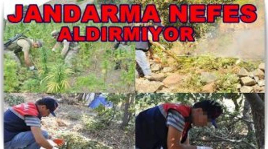 Jandarma'dan Helikopter Destekli Esrar Operasyonu