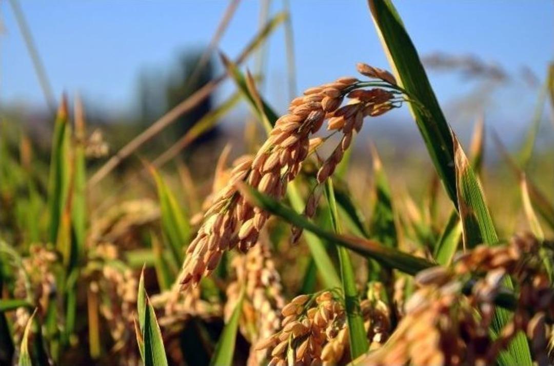 &ldquo;beyaz Altın&rdquo;ın Hasadı Erken Başladı