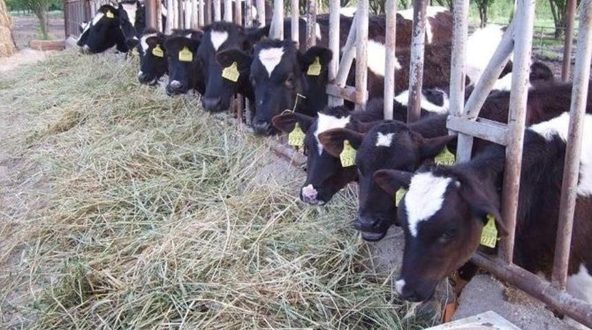 Aydın&rsquo;da T&uuml;berk&uuml;loz Hastalığı M&uuml;cadelesi Devam Ediyor