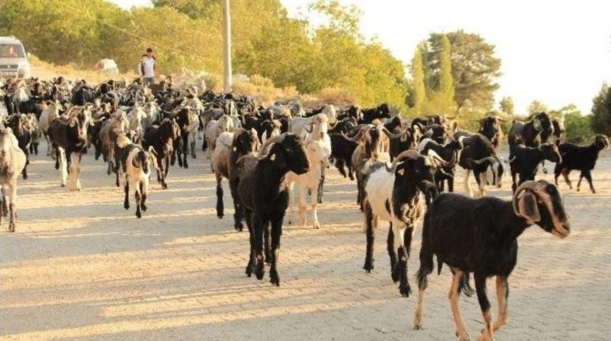 &Ccedil;obanlar Kurban Hazırlıklarını Tamamladı