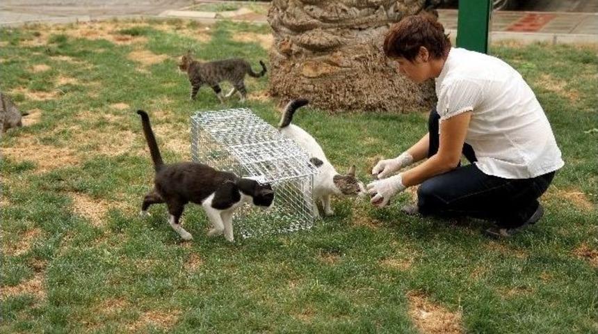 Karşıyaka&rsquo;da Sokak Hayvanları Kısırlaştırılıyor
