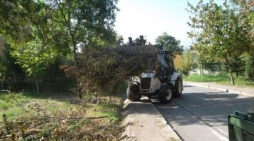Ağa&ccedil; Budamalarıyla Oluşan Atıklara Belediyeden Kısa S&uuml;rede M&uuml;dahale