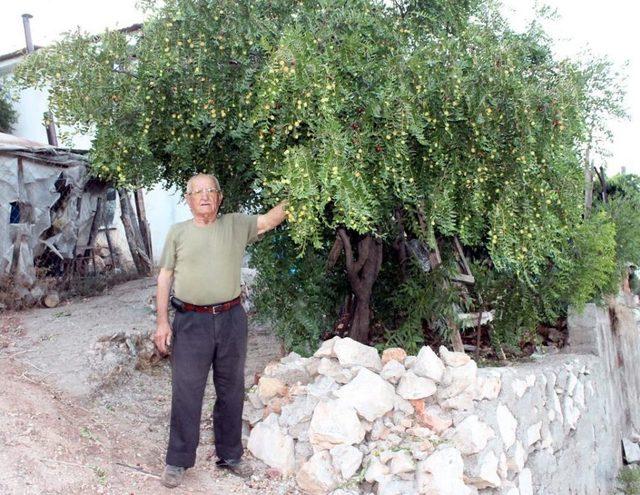 Ömrünün Yarısını Hünnap Yetiştirmekle Geçirdi