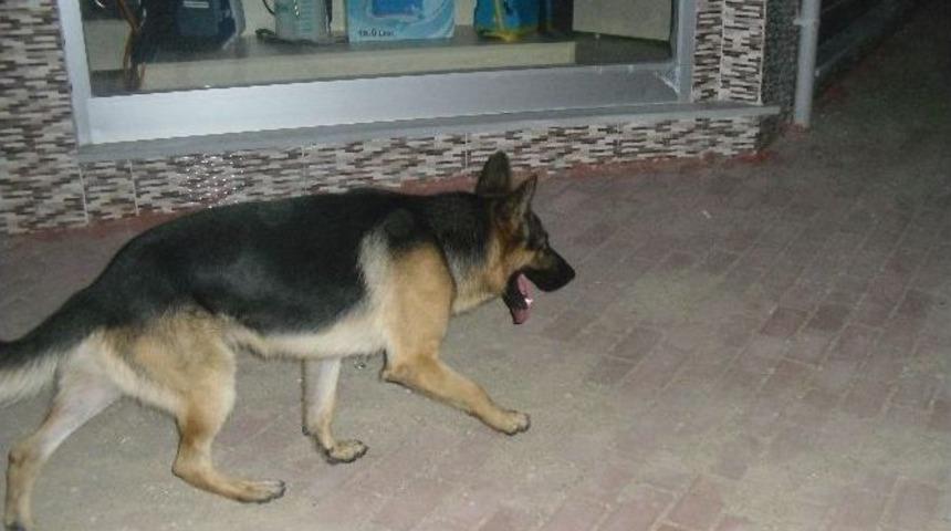 Sokak K&ouml;pekleri Korkutuyor