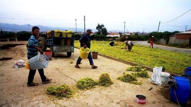 Sıcaklar Üzümleri Yaktı