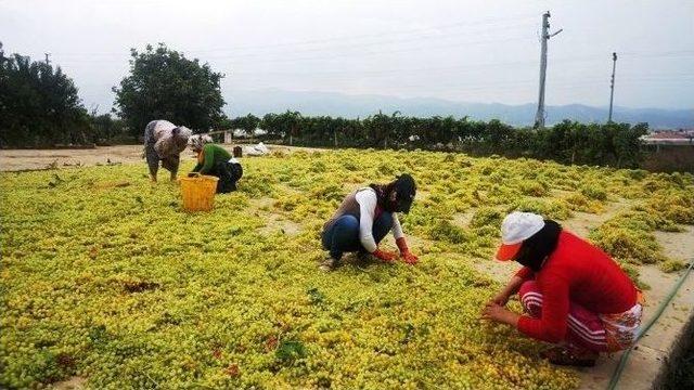 Sıcaklar Üzümleri Yaktı