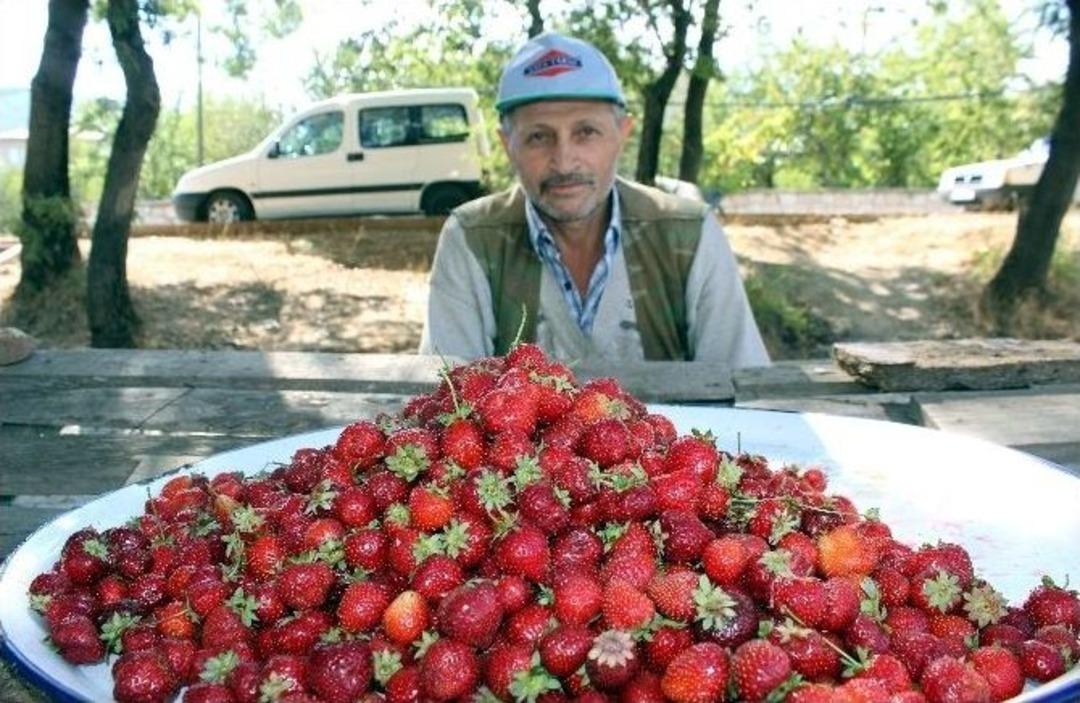 Sonbahar &Ccedil;ileği, Doğal K&ouml;y Pazarı&rsquo;nın G&ouml;zdesi
