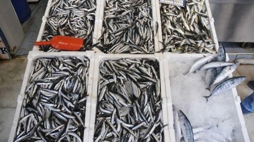 Palamut Ve Hamsi Tezgahlarda Yerini Aldı