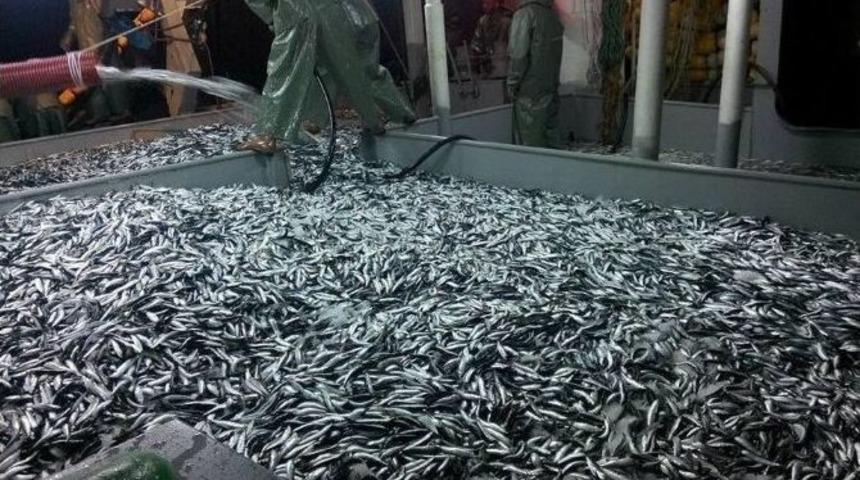 &Ccedil;anakkale Boğazında Sardalye Ve Palamut Bereketi