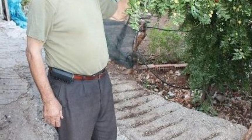 İl&ccedil;ede H&uuml;nnapı İlk Kez 40 Yıl &Ouml;nce Yetiştirdi