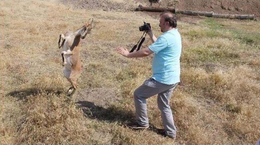 &Ccedil;arli&rsquo;den Dans Şov