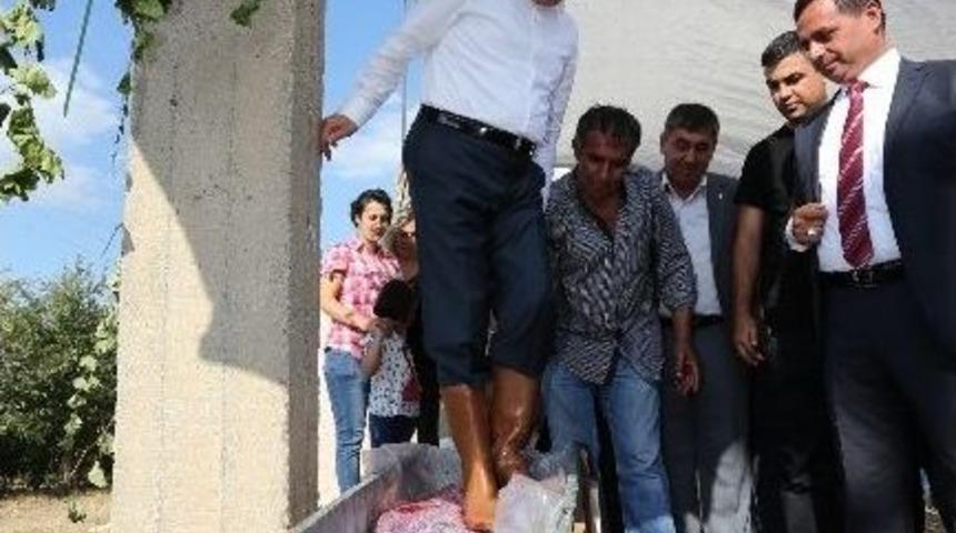 Başkan Zolan &Uuml;z&uuml;m &Ccedil;iğneyip, Pekmez Kaynattı