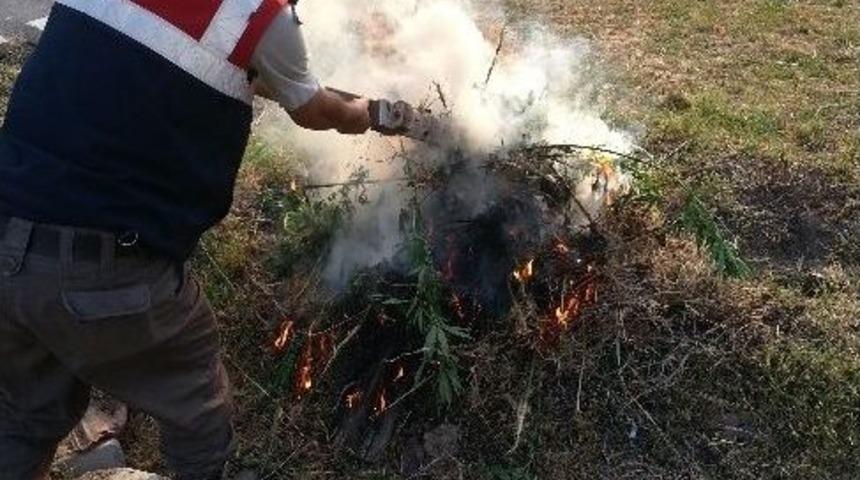 Jandarmadan Uyuşturucu Operasyonu