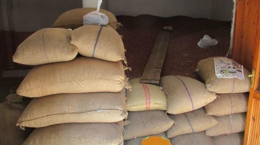 Fındık Fiyatları Eyl&uuml;l Ayında Da Y&uuml;kselişini S&uuml;rd&uuml;rd&uuml;