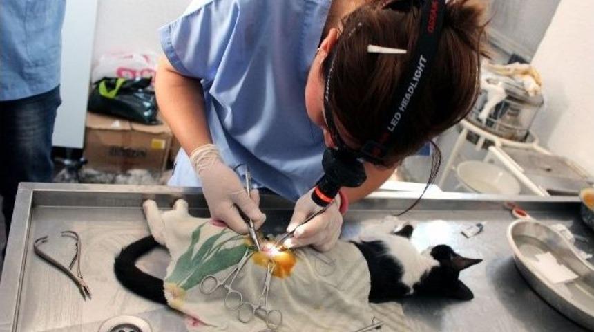 Ayvalık&rsquo;ta Kedi Ve K&ouml;pekler Kısırlaştırılacak