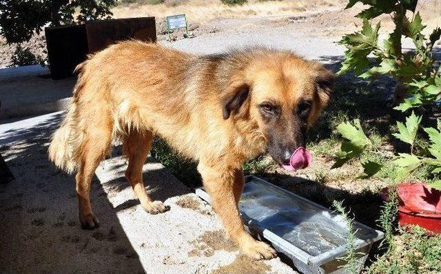 Ayvalık’ta Kedi Ve Köpekler Kısırlaştırılacak