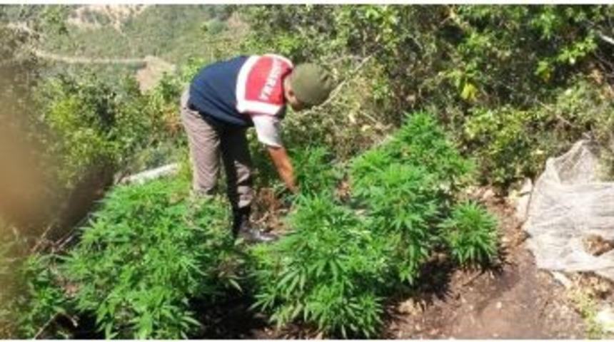 Jandarmadan Kenevir Operasyonu