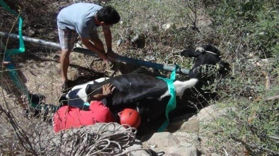 Akut&rsquo;tan İnek Kurtarma Operasyonu