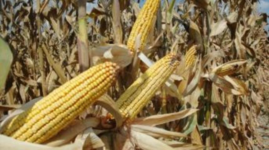 Mısırda Verim Arttı