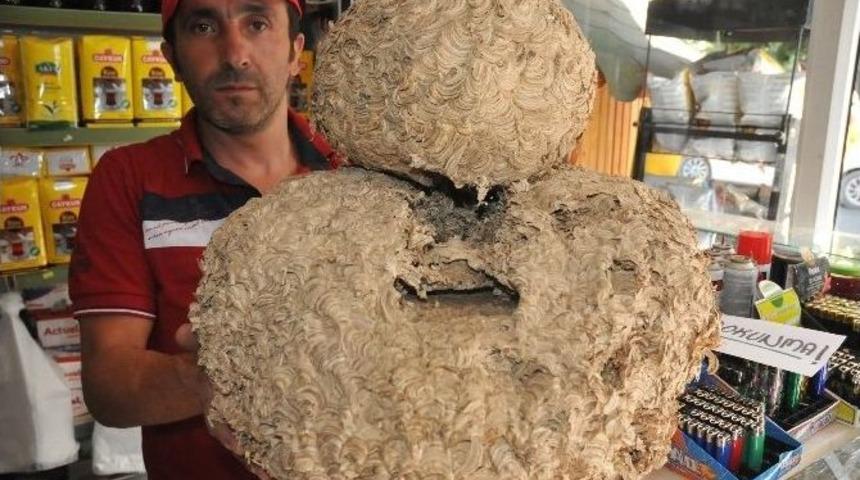 Sarıca Arılarının Muhteşem Mimariyle Uyguladıkları Kovan İzleyenleri B&uuml;y&uuml;l&uuml;yor