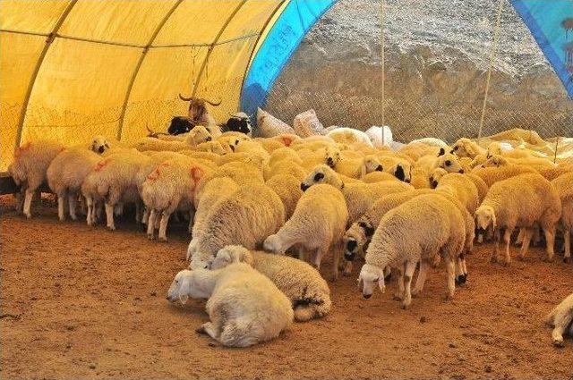 Mamak Kurban Bayramı’na Hazırlanıyor