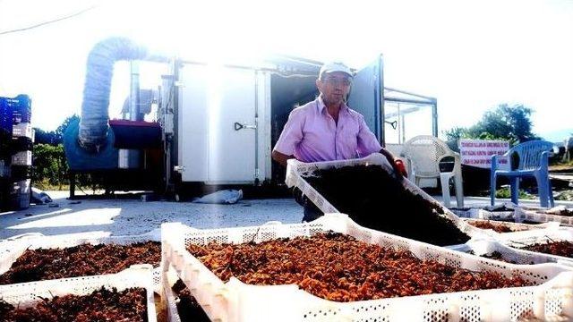 Üzüm Kurutmada Güneş Enerjisi Yöntemi Umut Veriyor