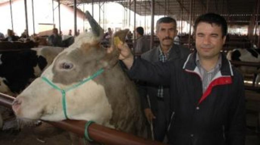 Veteriner Hekimden &rsquo;kurbanlık&rsquo; Uyarısı