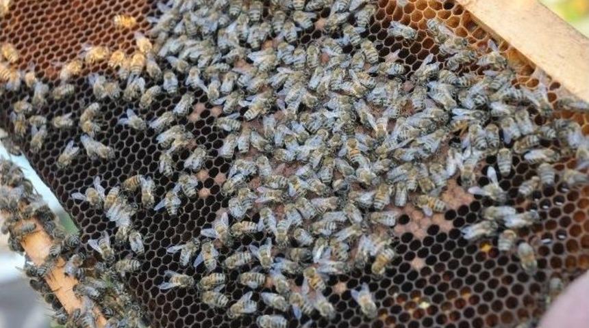 Hava Şartları Arıcıları Vurdu