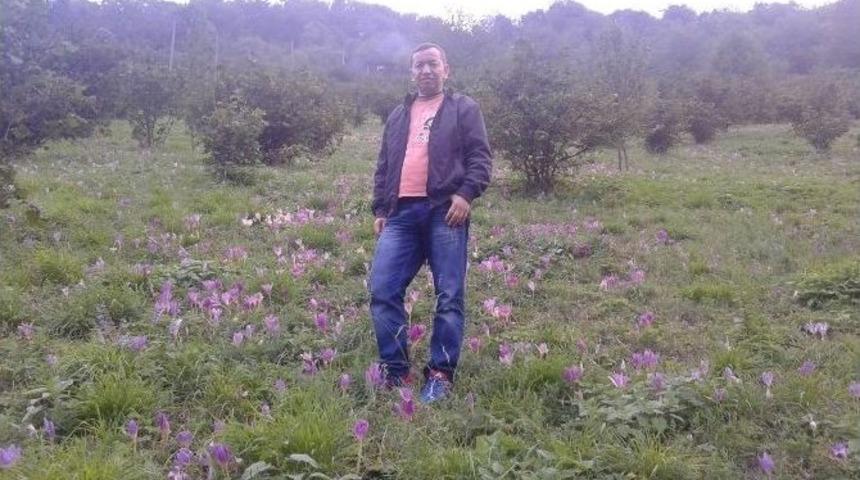 Giresun Yaylalarında Kışın Habercisi &rsquo;vargit&rsquo; &Ccedil;i&ccedil;ekleri A&ccedil;tı