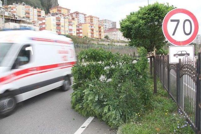 Giresun’da Şiddetli Rüzgar Ağaçları Devirdi