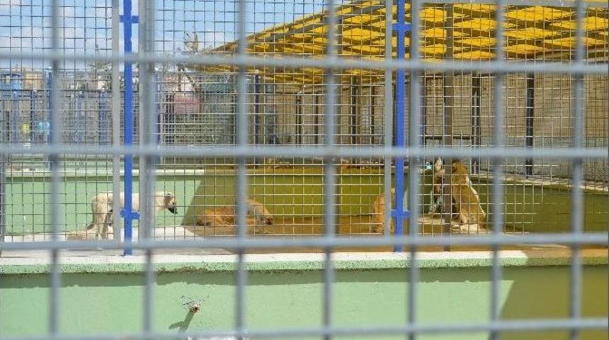 Sokak Hayvanlarına Erzurum B&uuml;y&uuml;kşehir Belediyesi Hayvan Barınağı Sahip &Ccedil;ıkıyor